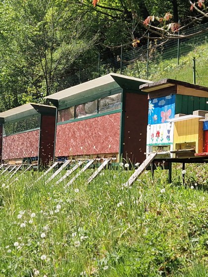 Včelnica