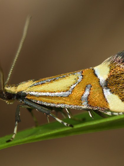 Motýle