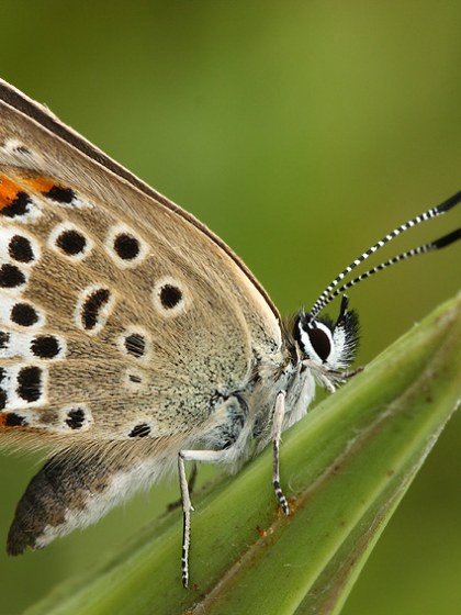 Motýle